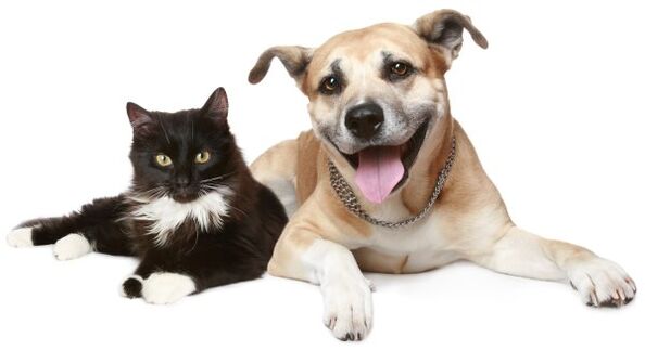 dieren zijn een bron van parasitaire infecties