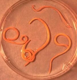 Parasieten van de man ascaride