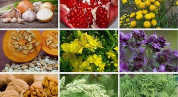 Behandeling van parasieten in het menselijk lichaam met folk remedies