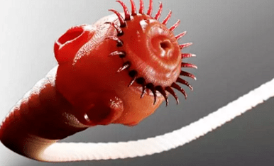 Welke parasieten kunnen in het menselijk lichaam leven